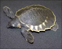 свинска carettochelys