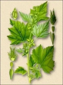 Дурнишник колючий дурнишника