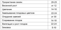 Цитрусове дерево в горщику цитрусове