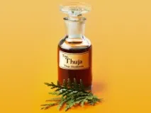 Дерево Туя посадка та хід слід