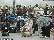 домашен любимец какво