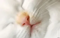 котешки интересен