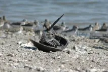 Чи їдять мечохвостів, Гранд кулінар мечохвостів
