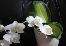 дома phalaenopsis