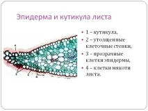 слайд слайд