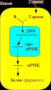 атлас хипофизна жлеза