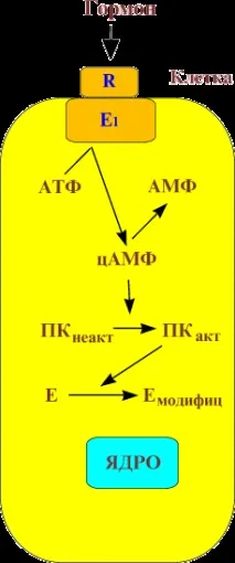хипофизна жлеза електронен