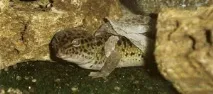 ЕУБЛЕФАРИ - годування, розмноження, фото годування