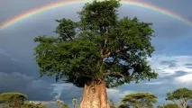 Фото веселки, кольору веселки та фотографії подвійної веселки кольору