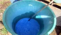 Фунгіцид для обробки винограду нові препарати, схема застосування винограду