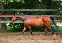 породата породата