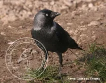 Галка, Corvus monedula - Енциклопедія власника птиці monedula