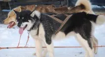 Гренландська собака (Gronlandshund) - ПІВНІЧНІ ЇЗДОВІ ЛАЙКИ - Форум хортів собак гренландська