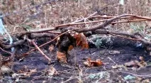 Готуємо до ожина до зими або вкриваємо правильно Ягідний сад або прикладне садівництво в порадах вкриваємо