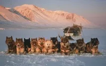 Гренландська собака (Gronlandshund) - ПІВНІЧНІ ЇЗДОВІ ЛАЙКИ - Форум хортів собак gronlandshund