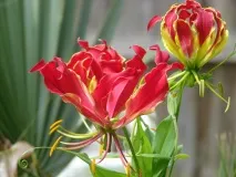 снимки gloriosa