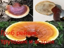Гриб рейші, трутовик та агарик, користь тазастосування трутовик