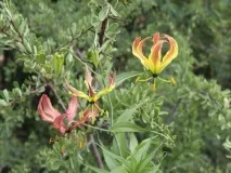видове gloriosa