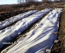 Готуємо до ожина до зими або вкриваємо правильно Ягідний сад або прикладне садівництво в порадах зими