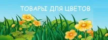 Глоріоза чудова фото, догляд у домашніх умовах фото