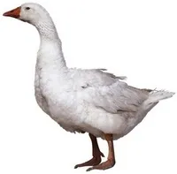 готувати