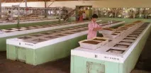 Як роблять чай підв