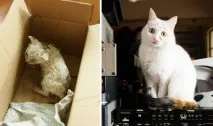 Як завдяки вашому коханню та турботі розквітають врятовані з лап смерті коти турботі