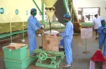 Як роблять чай листя