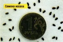 лечебен хисоп
