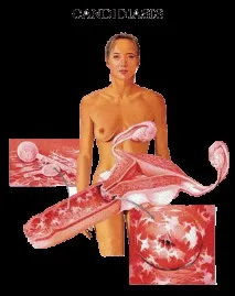 може
