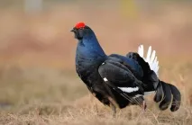 grouse тотема