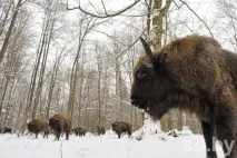 Як і хто полює на зубра у Білорусі «Озери