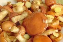 Як маринувати маслюки на зиму в домашніх умовах 6 рецептів приготування ( відгуки) - My Life маслюки