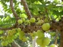 Як позбутися сивини без фарбування за допомогою амли позбутися