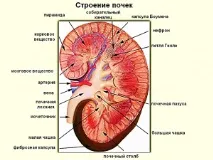 Які можуть бути наслідки гломерулонефриту наслідки