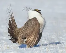 значението grouse