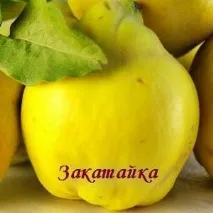 туршия дюля