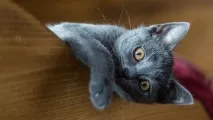 коте образование