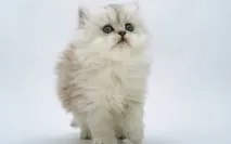 прякор котки