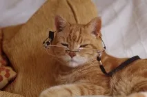 живота котката броим