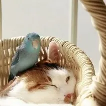 котка този случай