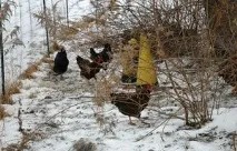 Яку морозну температуру кури витримують без зниження несучості взимку зниження