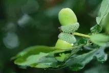 засаждане отглеждаме