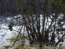 Як укрити ожину на зиму захворювань