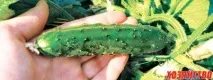 Як доглядати за огірками рослини
