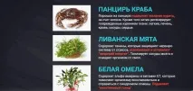 Краплі NicodenSilver від куріння реальні відгуки та інструкція із застосування куріння