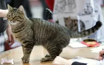 котки късокосместа