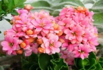 каланхое каланхое