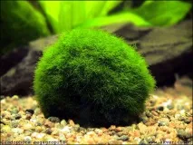 Кладофора (Cladophora), Фауна Землі кладофора