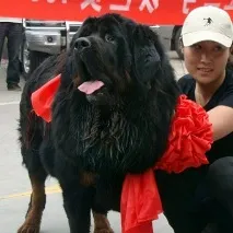 Китайські породи собак китайські